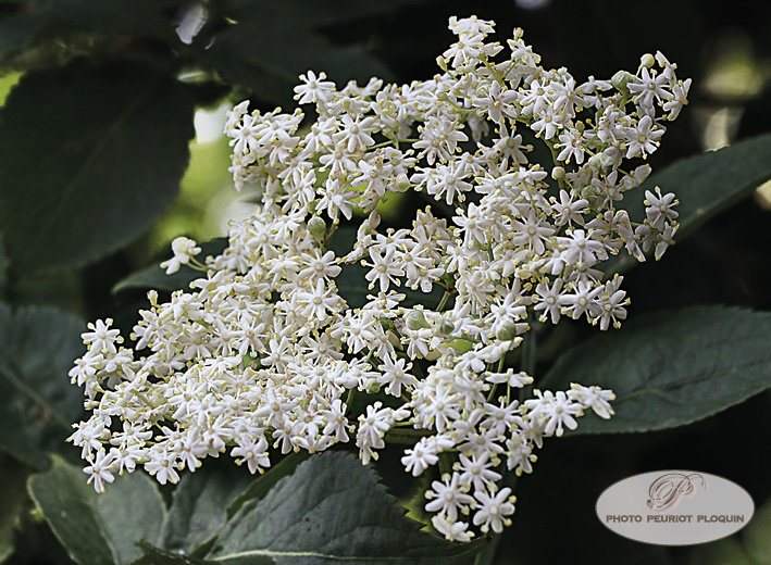 SUREAU_NOIR_Sambucus_nigra_fleurs__