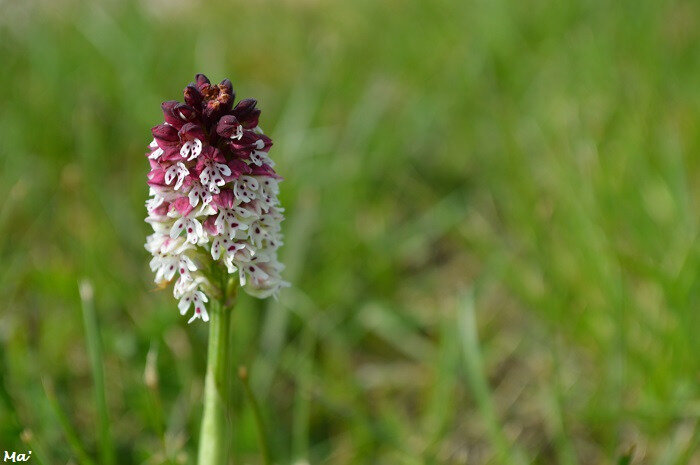 190430_Orchis_Peyrus_2