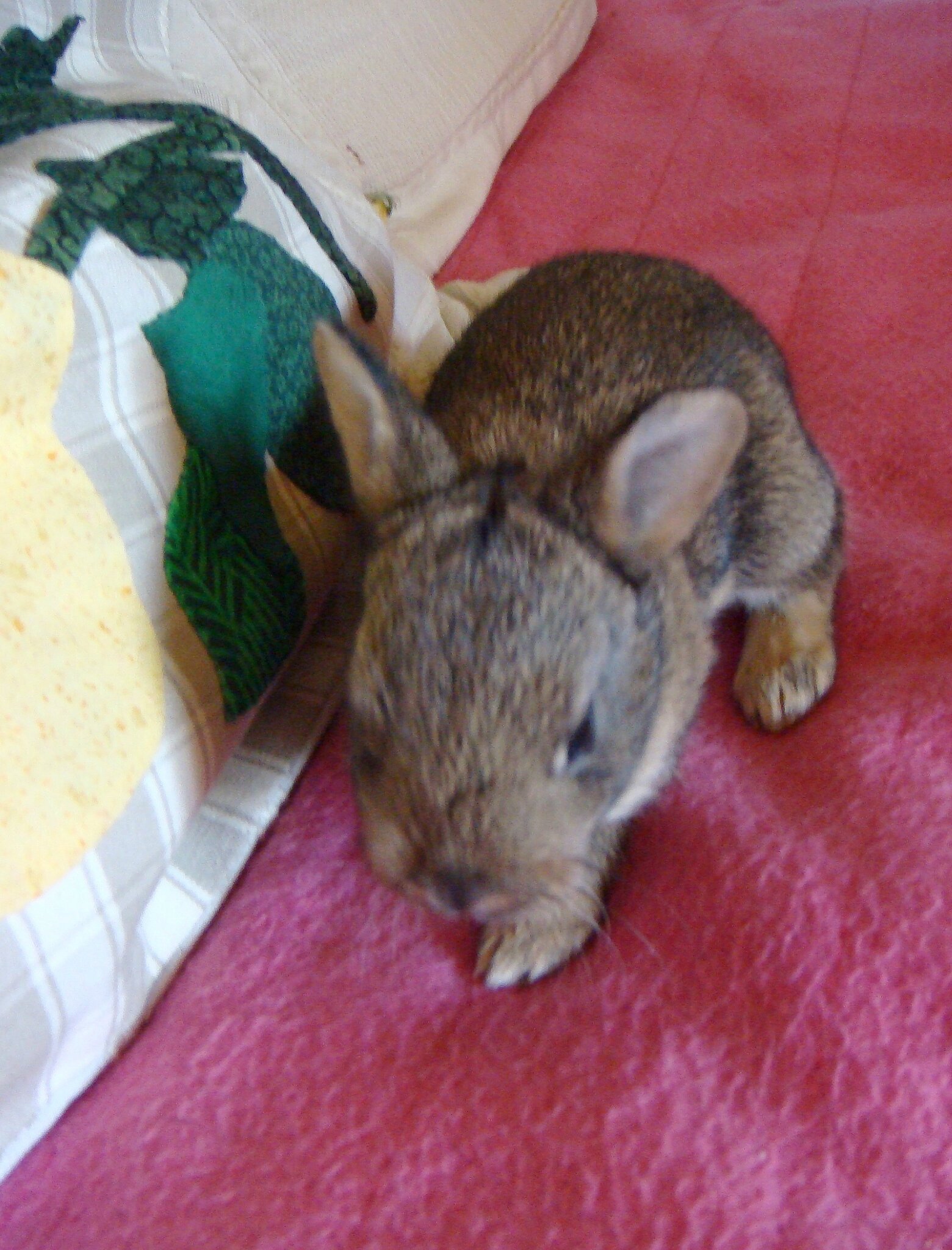 Ceci Nest Pas Un Lapin >> Ceci N Est Pas Une Atc Au Chat Qui Bobine Ceci Nest Pas Un Lapin >> Ceci N Est Pas Une Atc Au Chat Qui Bobine