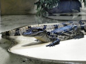 Grand Aquarium de Touraine (8)