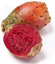 Prickly_pear_CDC