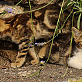 Photos JMP©Koufra 12 - Le Caylar - chat - chaton - 16072019 - 0046