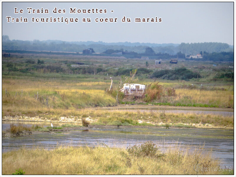 ducs d'Aquitaine et comtes de Poitiers - De Saujon à La Tremblade, un voyage en train à toute vapeur à travers les marais de la Seudre (2)