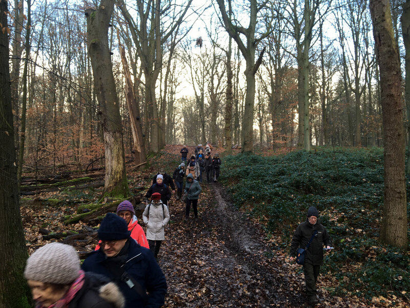 En balade en forêt de Soignes