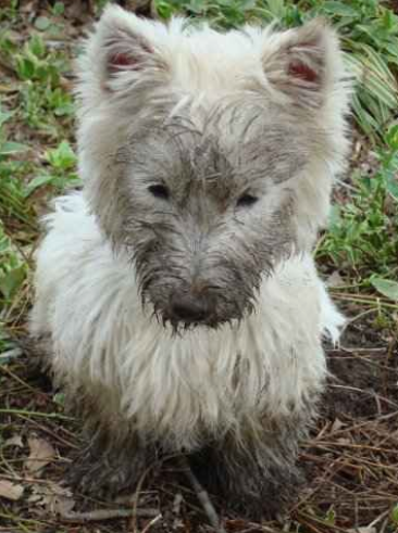 westie010