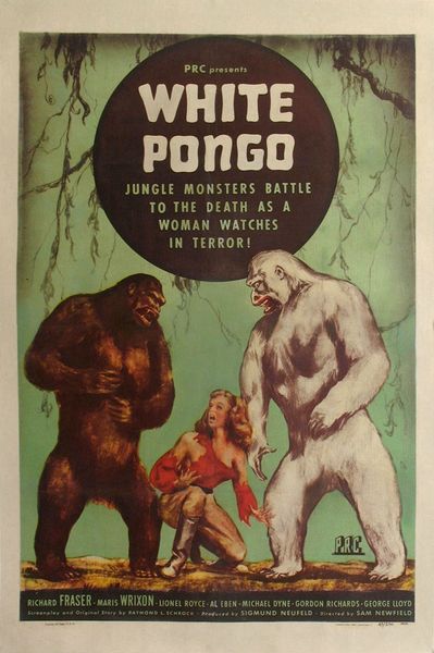 white-pongo2