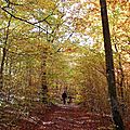 La balade du dimanche : à la cueillette des champignons dans la forêt comtoise par une belle journée d'automne