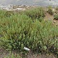 IMG_0036