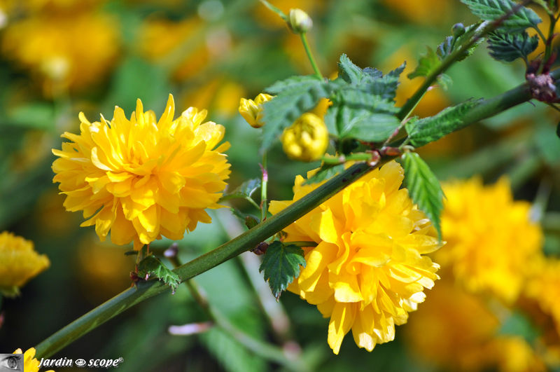Un arbuste constellé d'étoiles jaunes au printemps - Le JardinOscope, toute  la flore et la faune de nos parcs et jardins