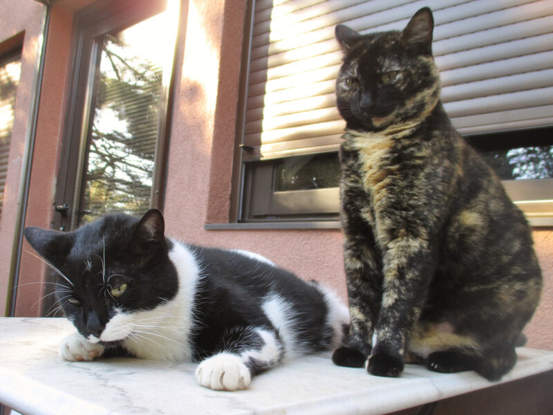Les chats Figaro & Jeannette (photo C.F)