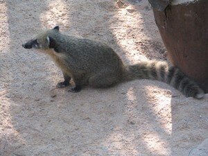 Coati