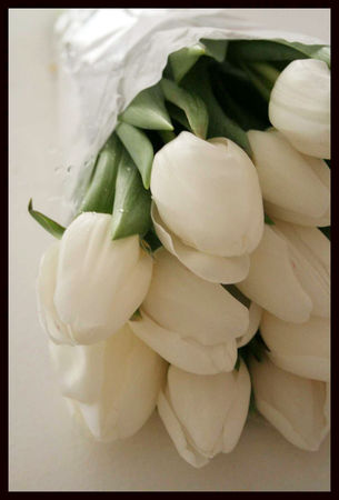 tulipes_blanches_2