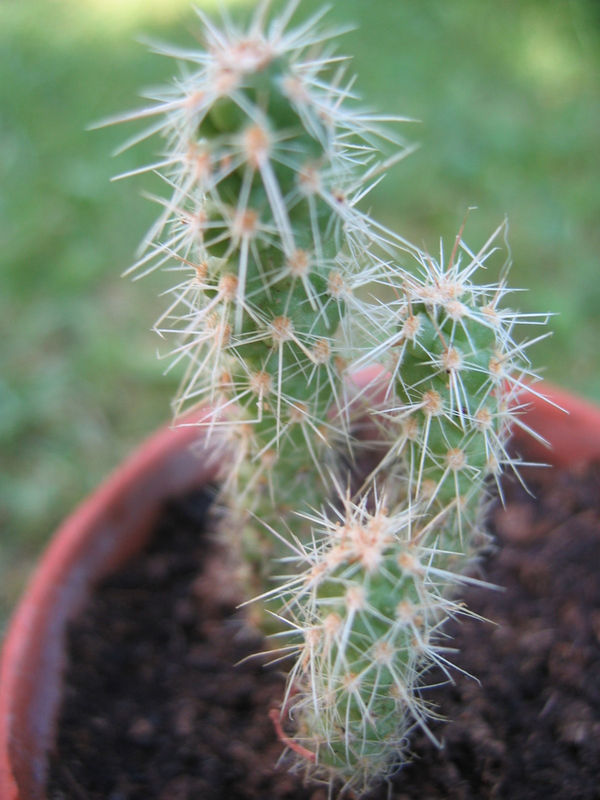 Succulente_Echinocereus
