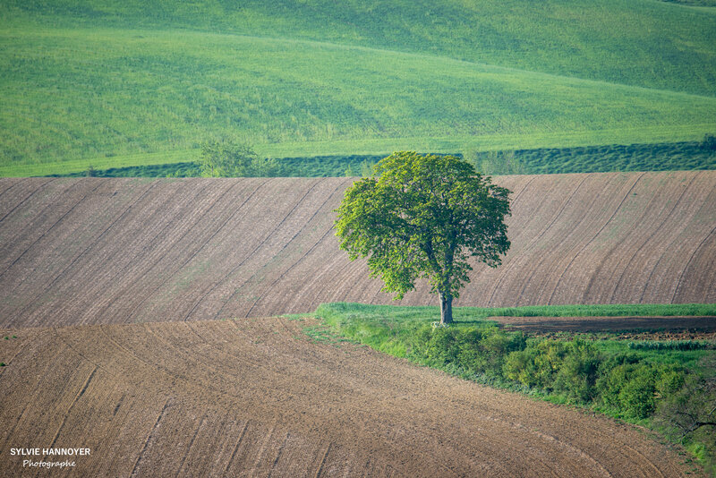 DSC_1220