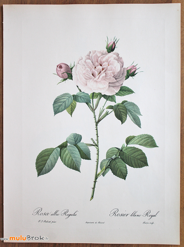 ROSIER-BLANC-ROYAL-Redouté-muluBrok
