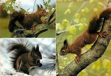 Déguisement mascotte écureuil roux, cachez les noisettes !