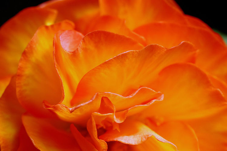 fleurmere2_1202
