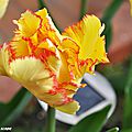 J'ai testé les tulipes perroquets de la maison ernest turc