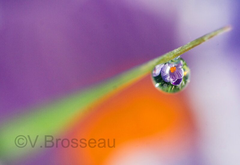 goutte-crocus14-04