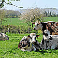 Lait, vaches, fromages: le grand retour a l'evidence qualitative normande