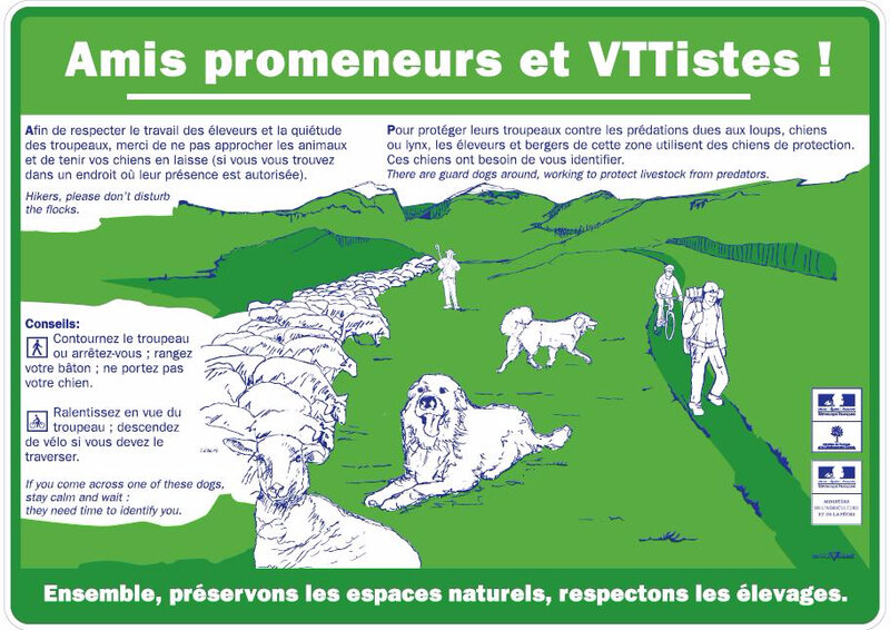 chien_de_protection_patou__cle117711