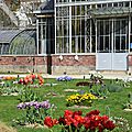 Photographie de fleurs au jardin des plantes de nantes le 6 mai 2016 (2)