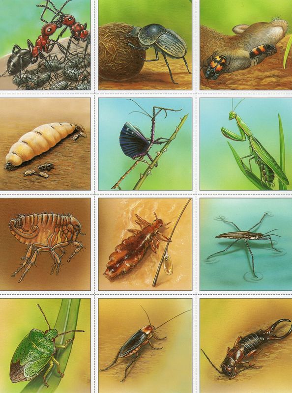 Chansons Poemes Comptines Sur Les Insectes Maicresse Gourou