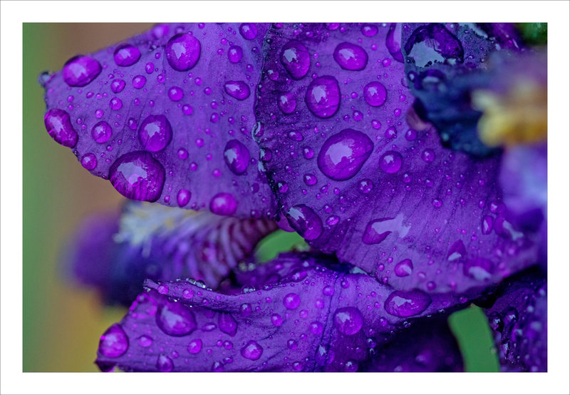 Fleur iris gouttes pluie 030122 ym