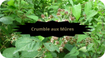 5 RONCES(4)Crumble aux Mûres-modified