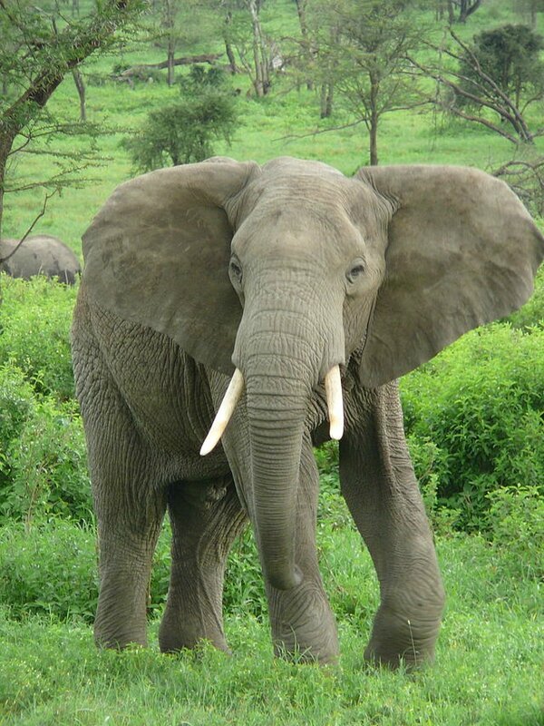 Côte d_Ivoire-Elephant_near_ndutu