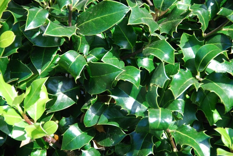 houxIlex_aquifolium_-_02