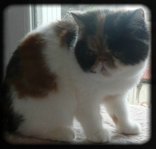 Elevage Et Vente Chats Persans Et Exotics Shorthairs De Hautes Lignees