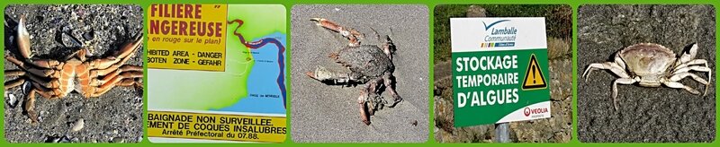 mort_crabe