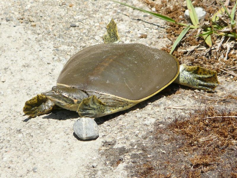 Tortue à carapace molle. Photo de 6_ Argelès sur mer, été 2009 Flo sous l