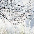 arbre-givre-15-05