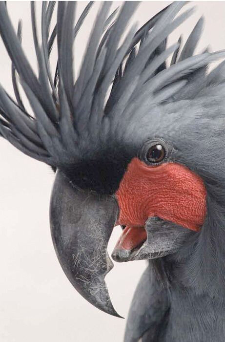 Fini - Palm Cockatoo soit cacatoes des palmiers 121211736