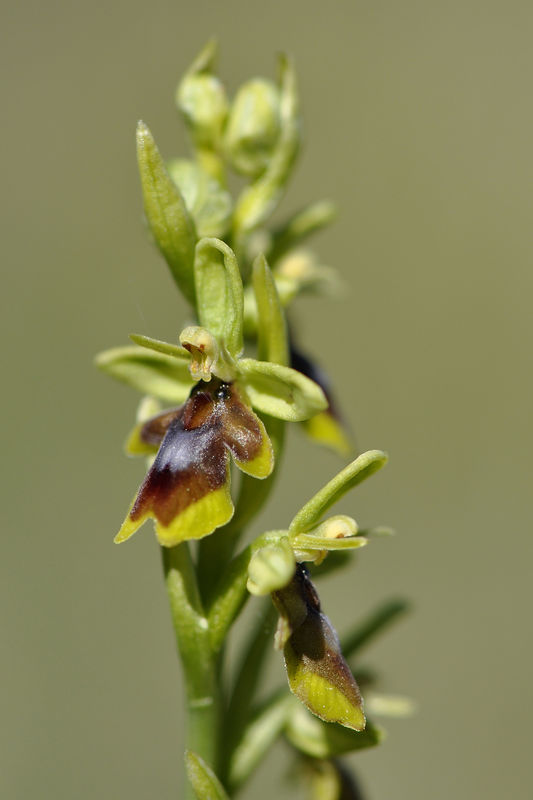 _DSC0427_Ophrys_aymoninii