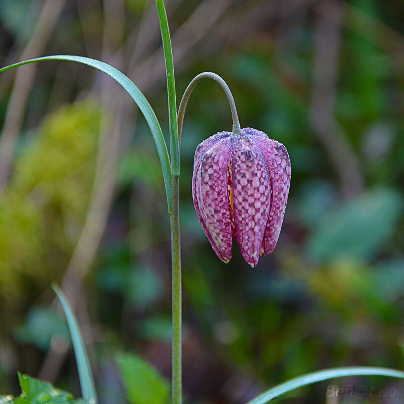 Fritillaire-2-OK
