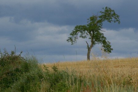 talus_et_arbre