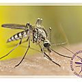 La lutte anti-moustiques