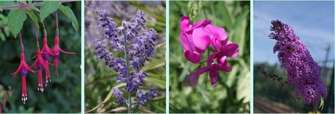 fleurs 2