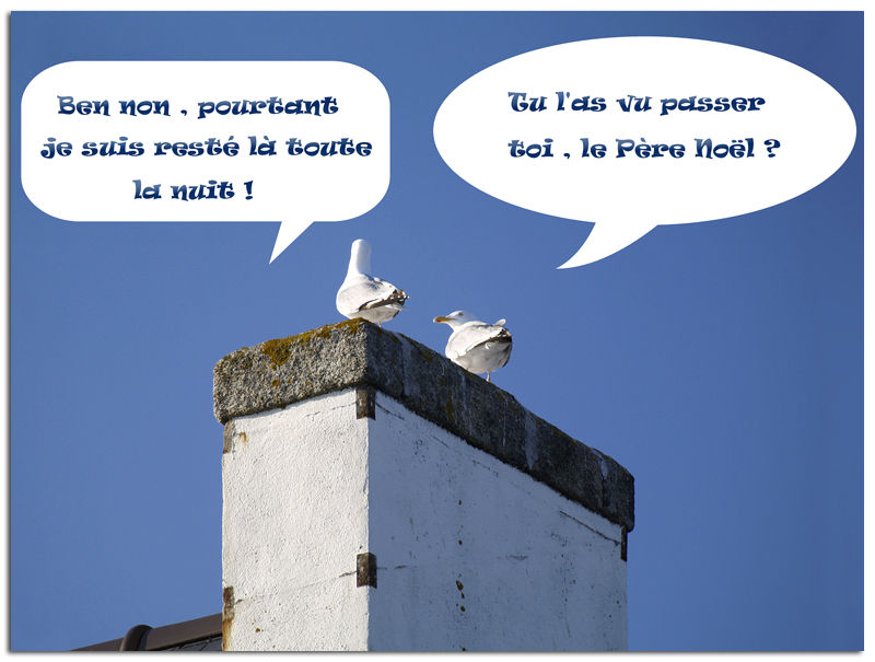 Finistere_goelands_cheminee