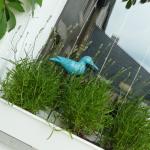 mouettes (10)