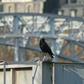 Paris (4)