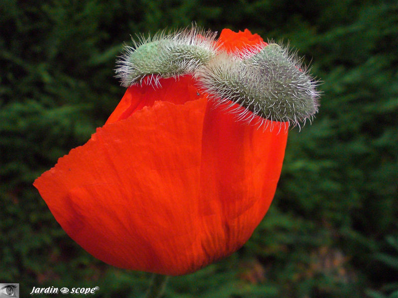 Eclosion d'une fleur de pavot