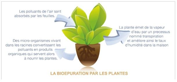 naturo plantes depo