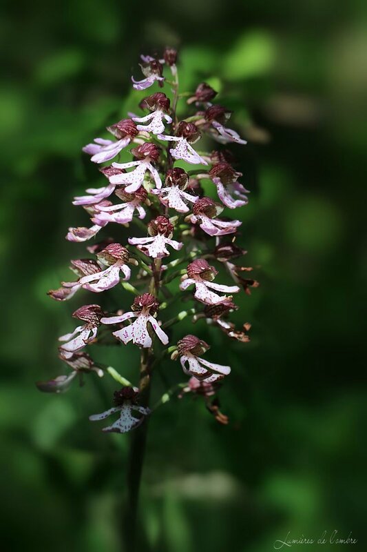 w_Orchis_Monts d'Or_20150507_7319