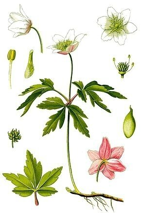 Anémone des bois