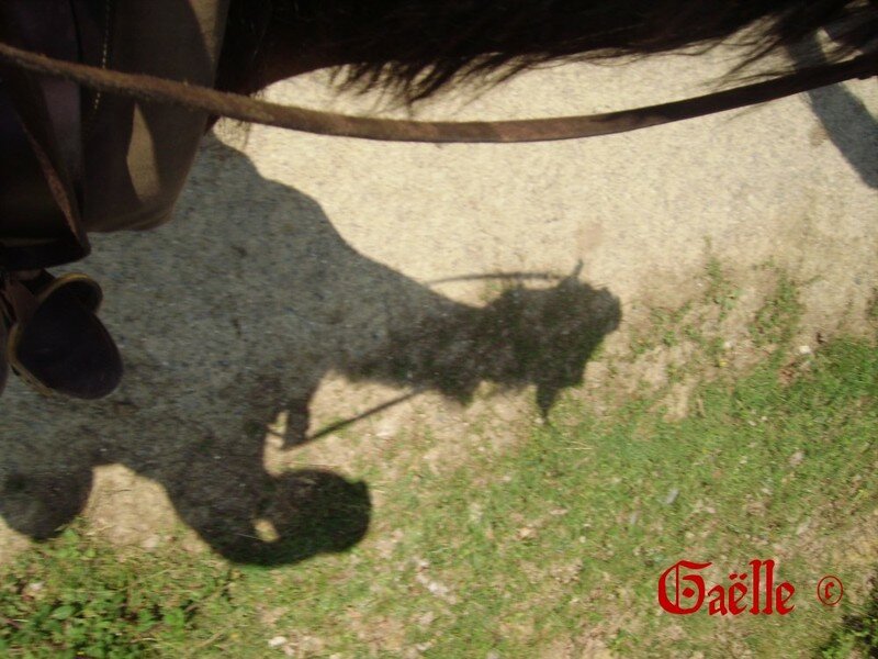 Citations Et Proverbes Lies Au Cheval Flore A La Decouverte De L Australie