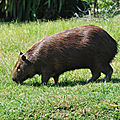 cabiaï